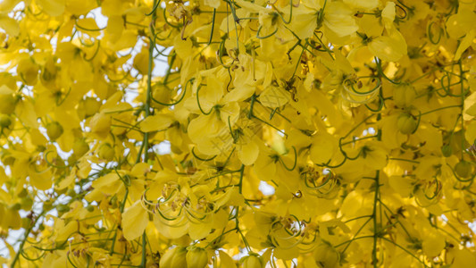 金色的阵雨树卡西娅阴道瘘金色的阵雨树图片