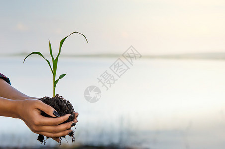 人类手帮助持有保护青年植物概念拯救世界图片