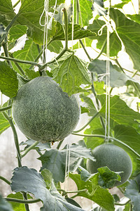 绿色甜瓜种植在温室里生长的青瓜植物幼芽配有绳网的支持绿色甜瓜的年轻芽图片