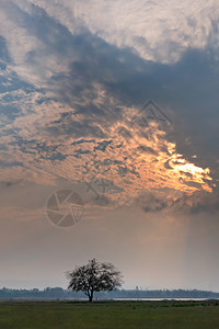 日出时分湖面草地上一棵孤零零的树美丽的自然景观美丽的自然景观图片