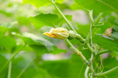 在绿色花园中生长的胡桃花朵胡桃图片