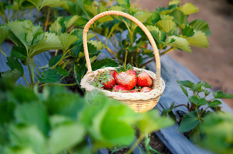 草莓田地上篮子中的新鲜成熟草莓篮子中的图片