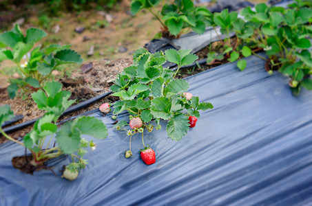 新的草莓植物已经成熟可收获图片