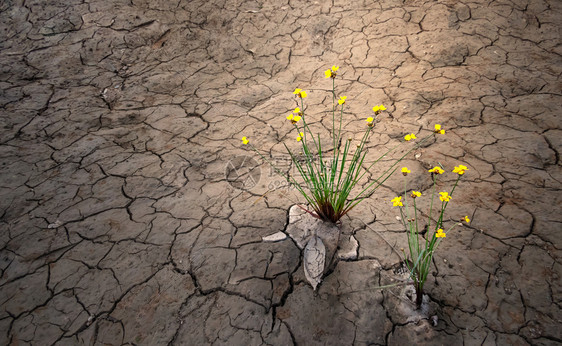 在干碎的土壤上种植黄花在沙漠干旱概念中种植物图片