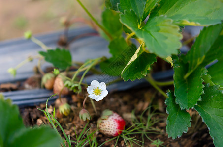 野生草莓开花朵的巨集草莓开花图片