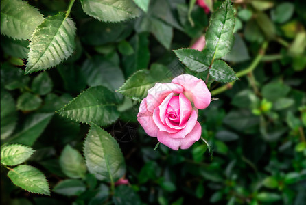 花朵园里有绿色叶子花朵图片