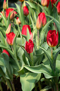 美丽的红色郁金香花朵在园里种植绿色叶子红郁金香花朵图片