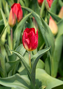 美丽的红色郁金香花朵在园里种植绿色叶子红郁金香花朵图片