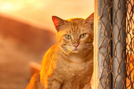 居家猫黄色眼睛的金洁猫肖像背景