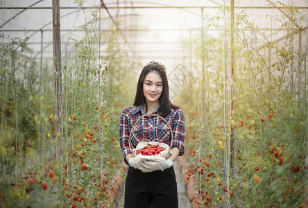亚洲美女在温室里带着红番茄收获新鲜蔬菜番茄图片