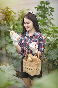 亚洲漂亮女人在一个温室与花生瓜收获新鲜蔬菜图片