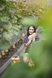 亚洲漂亮女人在一个温室与花生瓜收获新鲜蔬菜图片