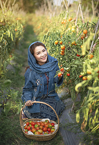 红番茄的亚洲漂亮女人在花园里收获新鲜蔬菜图片