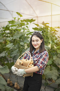 亚洲漂亮女人在一个温室与花生瓜收获新鲜蔬菜图片