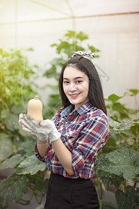 亚洲漂亮女人在一个温室与花生瓜收获新鲜蔬菜图片