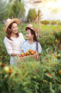 红番茄的亚洲漂亮女人在花园里收获新鲜蔬菜图片