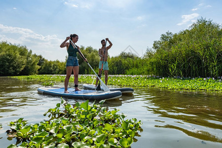 男女在湖上站起滑板年轻夫妇在湖上渡水男女旅游者在暑假期间图片