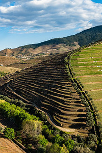 葡萄牙著名的Wine港地区杜罗的Torto河谷与葡萄园和梯田坡的美景图片