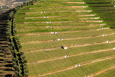 葡萄牙著名的Wine港地区杜罗的Torto河谷与葡萄园和梯田坡的美景图片