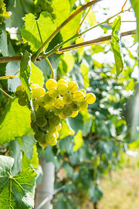 田野上的植物园葡萄和树还有阳光明媚的天气叶子图片