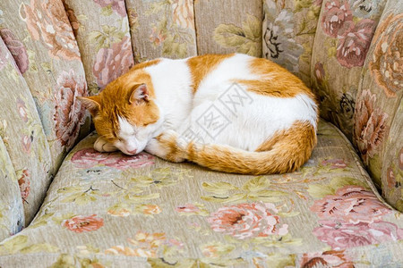 金洁猫睡在沙发椅上房子前面图片