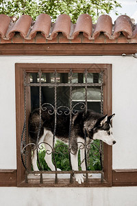 土耳其传统房屋庭院墙窗笼上的狗图片