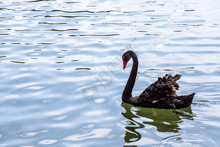 城市公园湖中美丽的黑天鹅图片
