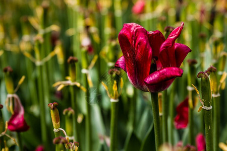 春天绿公园的美丽多彩郁金香图片