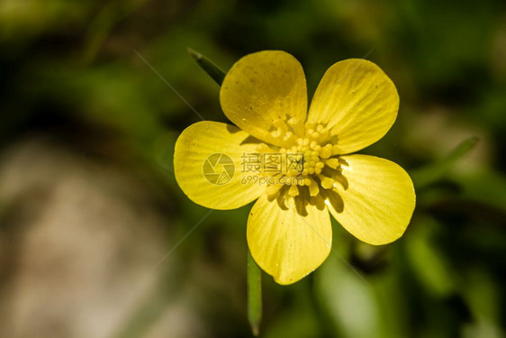 花园中的黄草图片