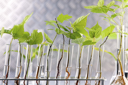 实验室中的植物对实验室中的植物进行基因改变图片