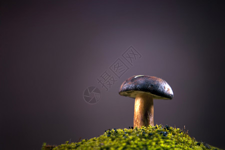 单蘑菇房在黑暗背景的绿草地上图片
