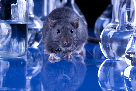 动物实验室中的老鼠图片