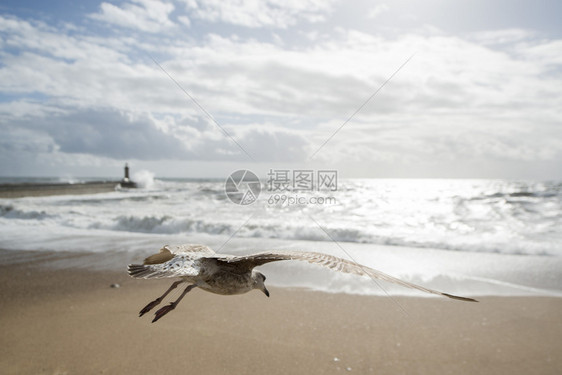 一只海鸥在欧洲波鲁加尔港市中心海岸的海滨被风吹雨打葡萄牙波尔图2019年4月欧洲葡萄牙波尔图海滨图片