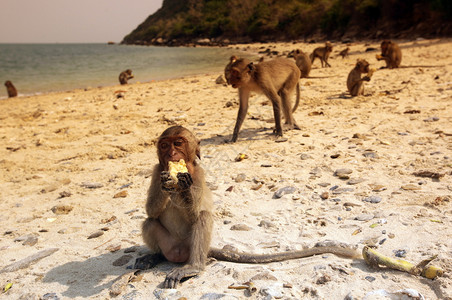 猴子在猴子岛的海滩在海豚湾前的考三瑞耀公园南部的华欣镇在泰国泰国华欣2019年11月亚洲泰国华欣海豚湾猴岛图片