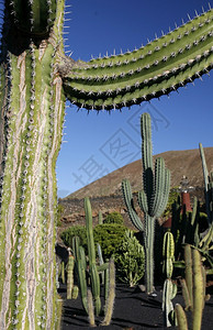 大西洋班牙加那利群岛的上兰萨罗特瓜蒂村Cactus花园西班牙加那利群岛兰萨罗特208年月图片