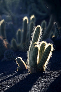 大西洋班牙加那利群岛的上兰萨罗特瓜蒂村Cactus花园西班牙加那利群岛兰萨罗特208年月图片