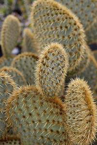 大西洋班牙加那利群岛的上兰萨罗特瓜蒂村Cactus花园西班牙加那利群岛兰萨罗特208年月图片