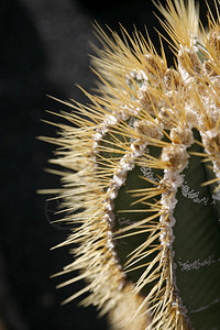 大西洋班牙加那利群岛的兰萨罗特加那利群上瓜蒂萨村CactusGuatiza村的墨西哥CactusCactaceaeorAssto图片