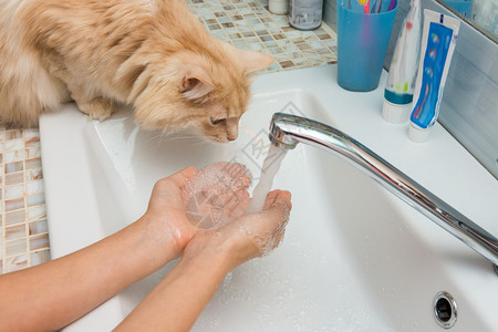 家猫想喝水从槽的棕榈图片