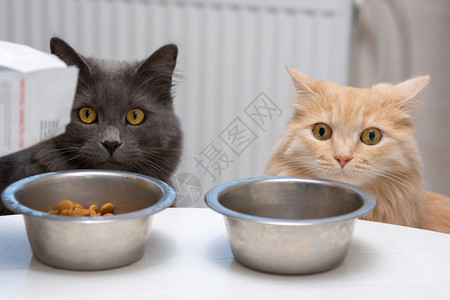 饥饿的猫坐在碗旁等待食物图片