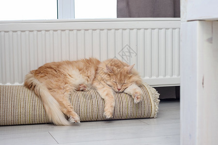 红猫睡在散热器附近的滚垫上高清图片