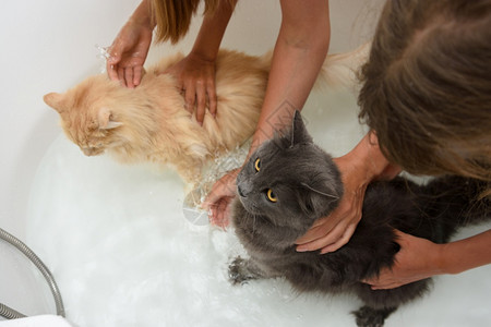 孩子们把两只猫放在浴室里尽量让他们挤奶洗澡图片
