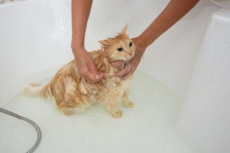 这只猫用洗发水用澡图片