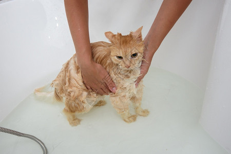在浴室洗澡的猫不喜欢水图片