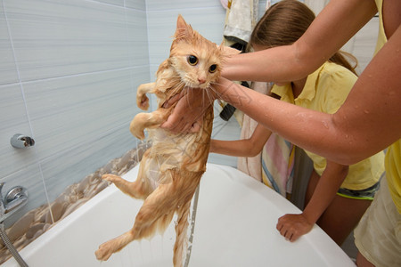 湿浴的红猫被放在浴缸上图片