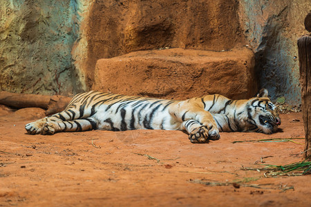 西伯利亚虎休息和放松图片