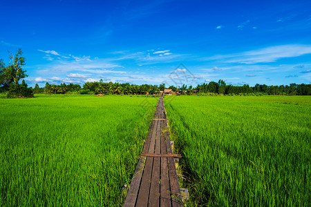 泰国纳洪拉奇西马孔布里区稻田之间的一座有100年历史的木桥图片