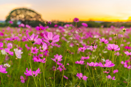 日落时花朵在田野中图片