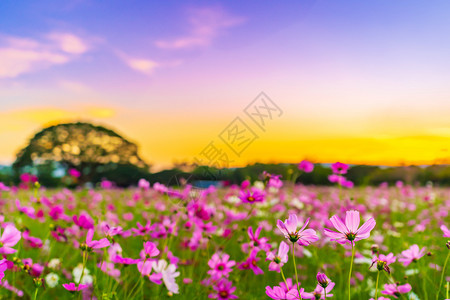 日落时花朵在田野中图片