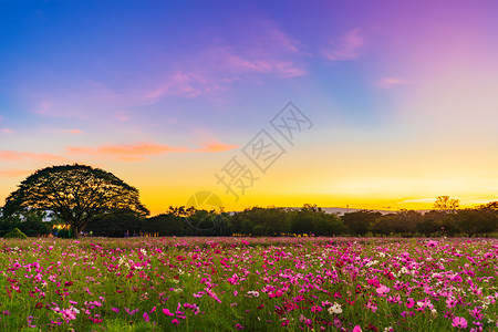 日落时花朵在田野中图片